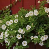 Petunia Million Bells