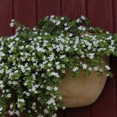 Vægkrukke med Bacopa