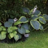 Hosta og vanddam