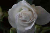 img_6431-web