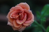 img_6456-web