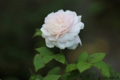 img_6461-web