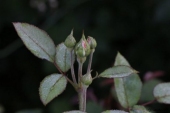 img_6463-6533-web