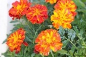 img_6528-web