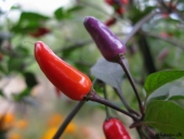 Chili, Christmas Pepper