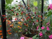Chili, Christmas Pepper