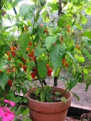 Chili, Naga Morich