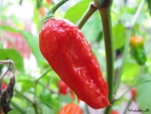 Chili, Naga Morich