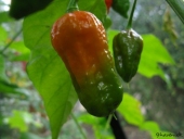 Chili, Naga Morich