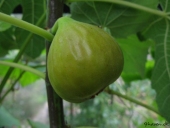 Figne