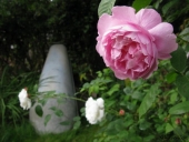 Rose, Winchester Cathedral