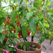 Chili, Naga Morich