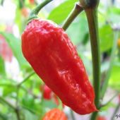 Chili, Naga Morich