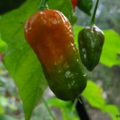 Chili, Naga Morich