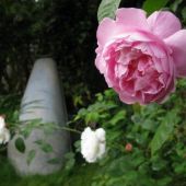 Rose, Winchester Cathedral