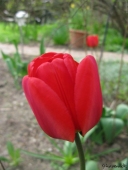 Rød tulipan