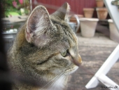 Katten Trunte
