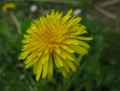 Mælkebøtteblomst