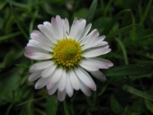 Bellis