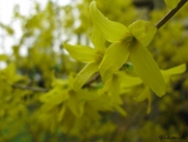 Forsythia