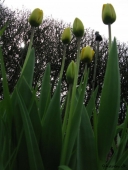 Gul Tulipan