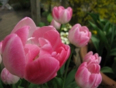 Tulipan i krukke