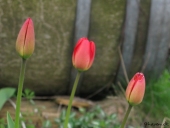 Rød Tulipan