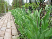 Tulipaner ved indgang
