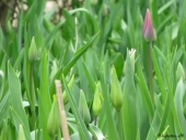 Tulipaner