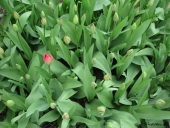 Tulipaner