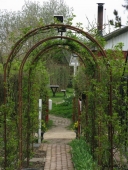 Rosenbuere