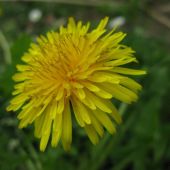 Mælkebøtteblomst