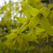 Forsythia