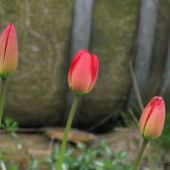 Rød Tulipan