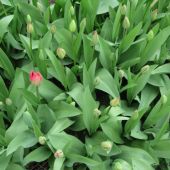 Tulipaner