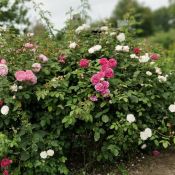 IMG_20170627_101038_Bokeh
