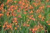 Montbretia