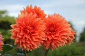 Dahlia