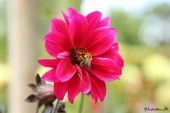 Dahlia