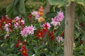 Dahlia