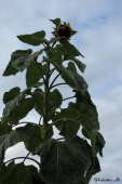 Solsikke