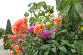 Dahlia