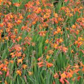 Montbretia