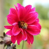 Dahlia