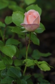 Rose; Geoff Hamilton