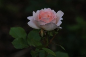 Rose; Geoff Hamilton
