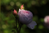 Rose; Sceptred Isle