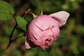 Rose; The Alnwick