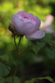 Rose; Queen of Sweeden ?