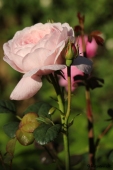 Rose; Queen of Sweeden ?
